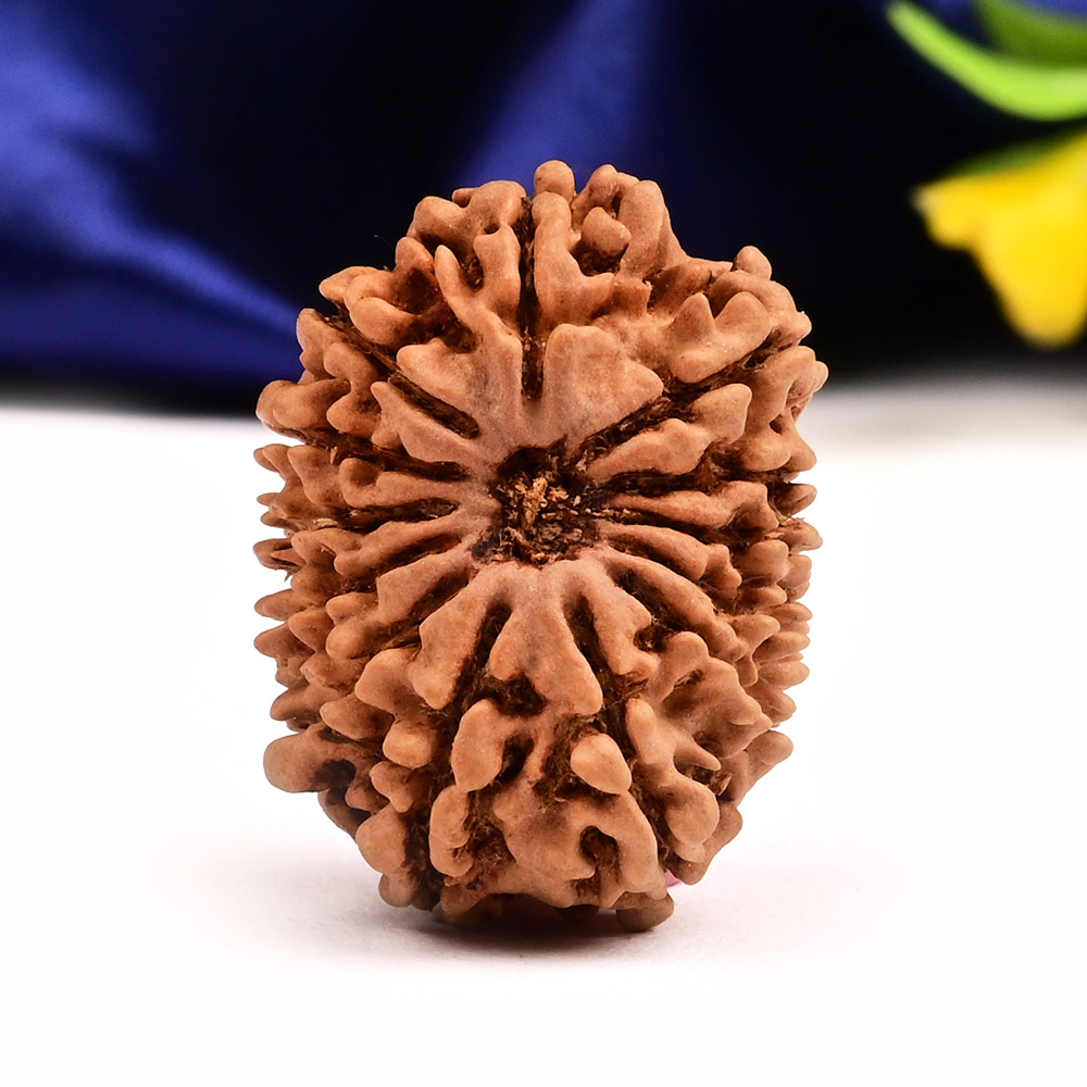 13 Mukhi from Nepal Small - CCCXXXVIII