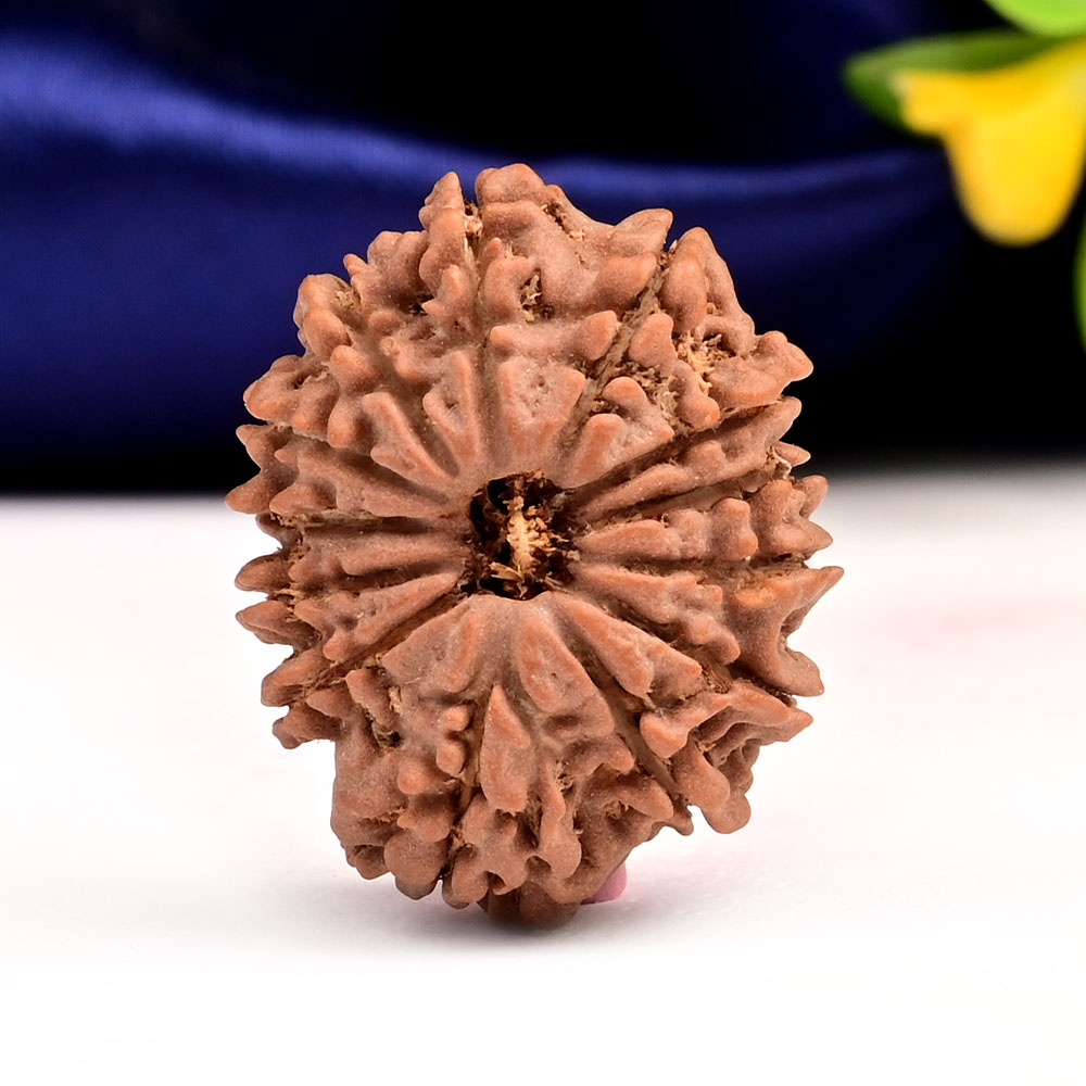 13 Mukhi from Nepal Small - CCCXXXIX