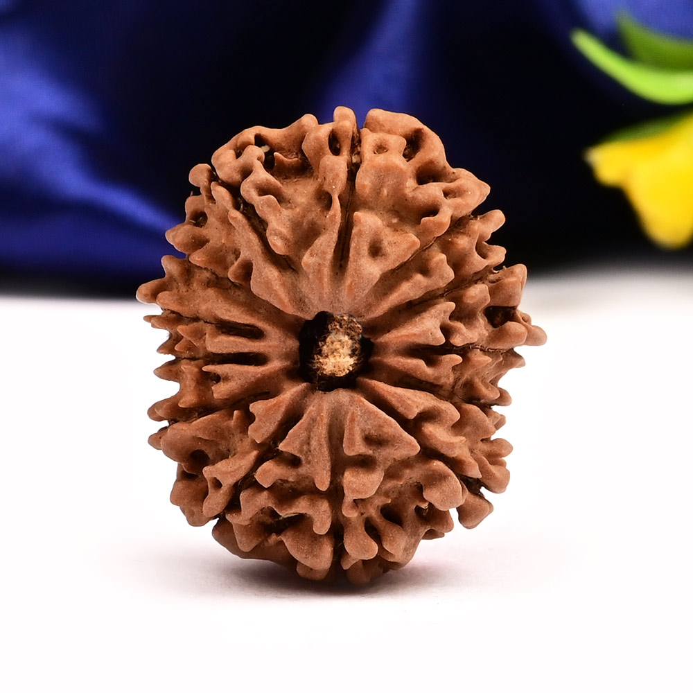 13 Mukhi from Nepal Small - CCCXL