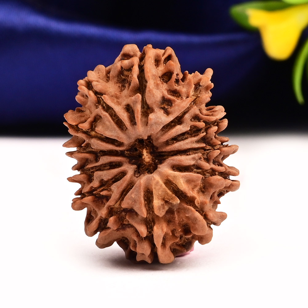 13 Mukhi from Nepal Small - CCCXLI