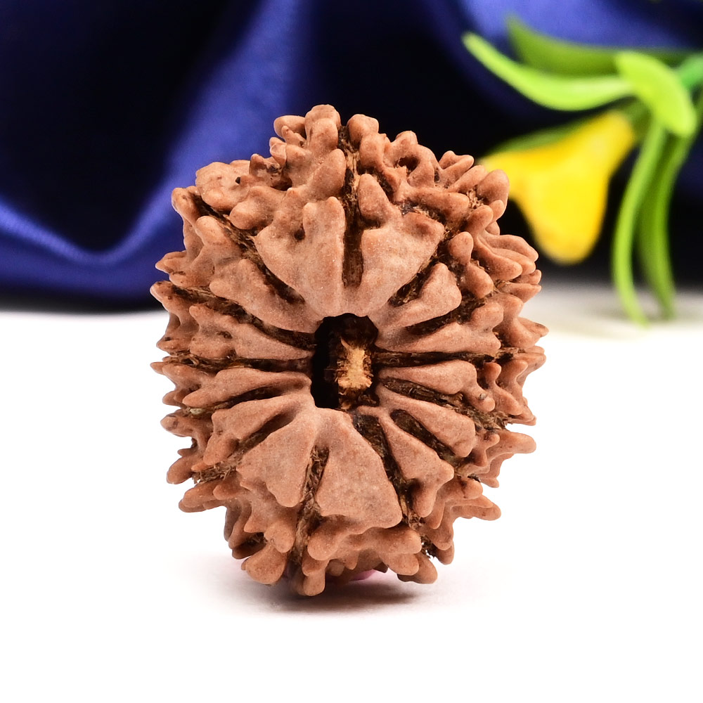 13 Mukhi from Nepal Small - CCCXLIII