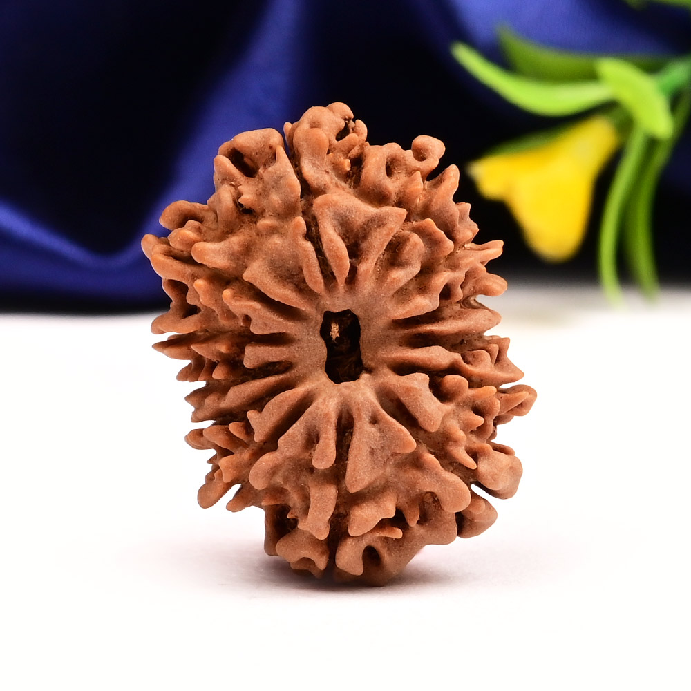 13 Mukhi from Nepal Small - CCCXLIV