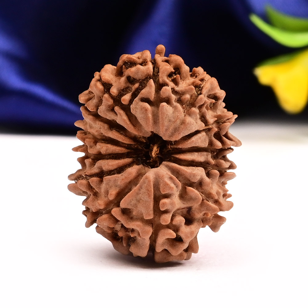 13 Mukhi from Nepal Small - CCCXLV