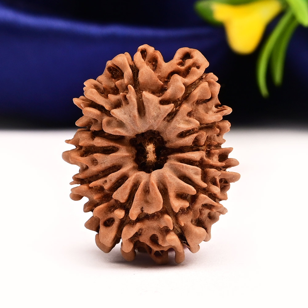 13 Mukhi from Nepal Small - CCCXLVI