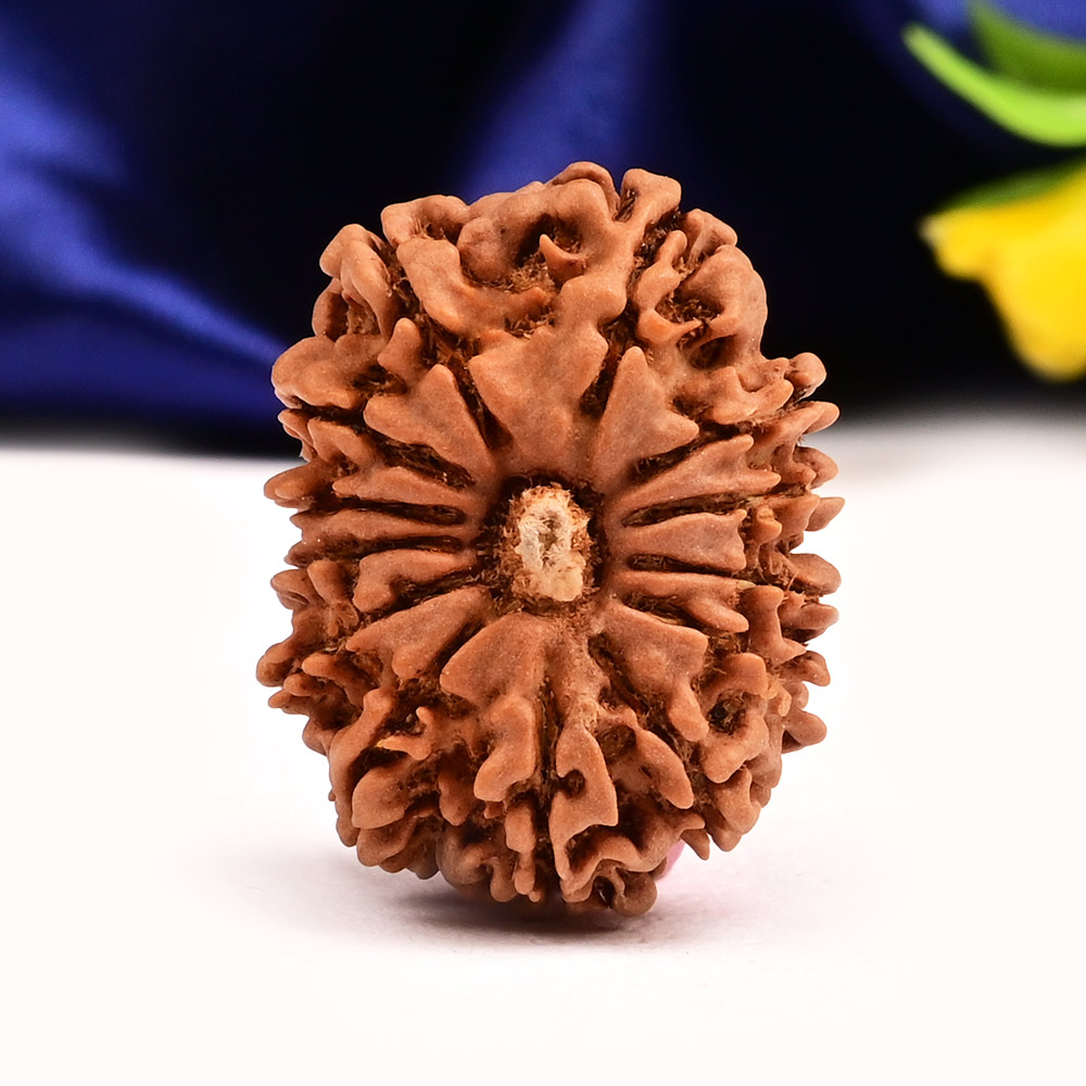 13 Mukhi from Nepal Small - CCCXLVIII