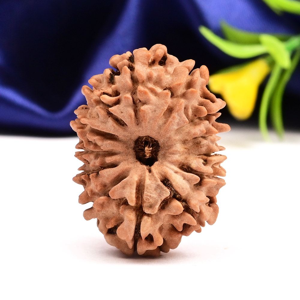13 Mukhi from Nepal Small - CCCLII