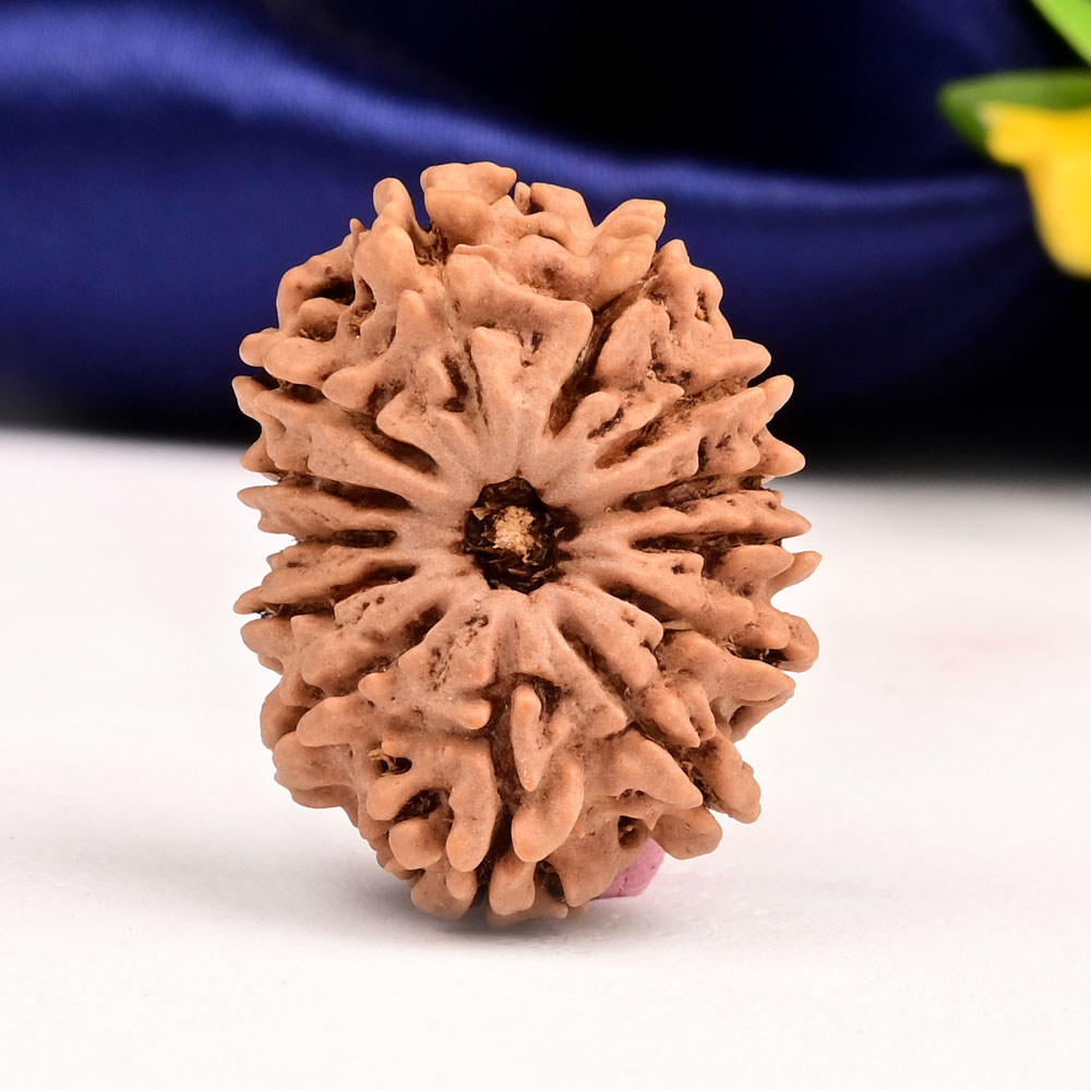 13 Mukhi from Nepal - CCXIX