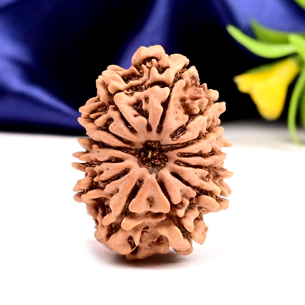 13 Mukhi from Nepal - CCXX