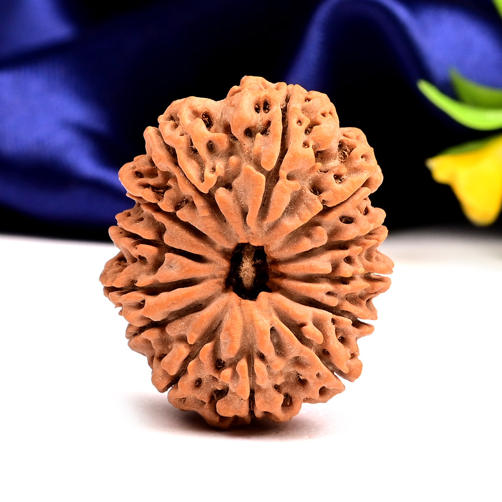 13 Mukhi from Nepal Large - CXXXIV