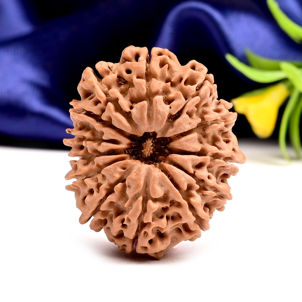 Collector 13 Mukhi from Nepal - CXV