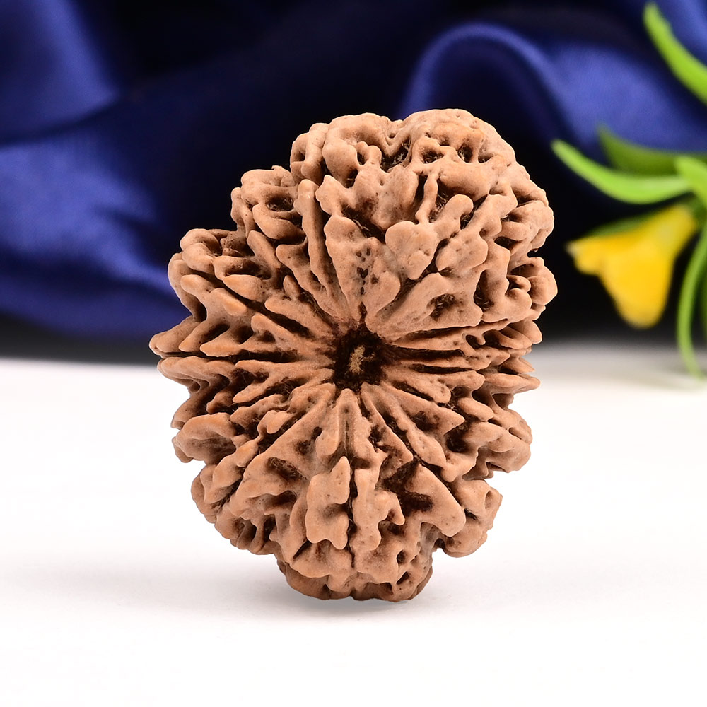 Collector 13 Mukhi from Nepal - CXVI