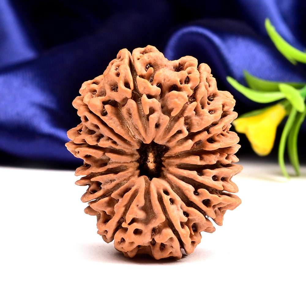 Collector 13 Mukhi from Nepal - LXXXVII