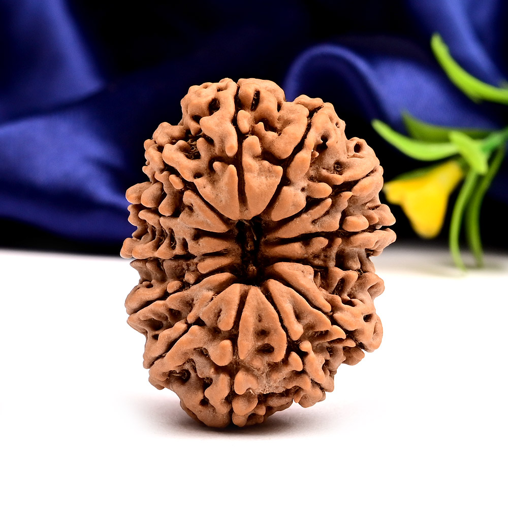 Super Collector 13 Mukhi from Nepal - LXXXVIII