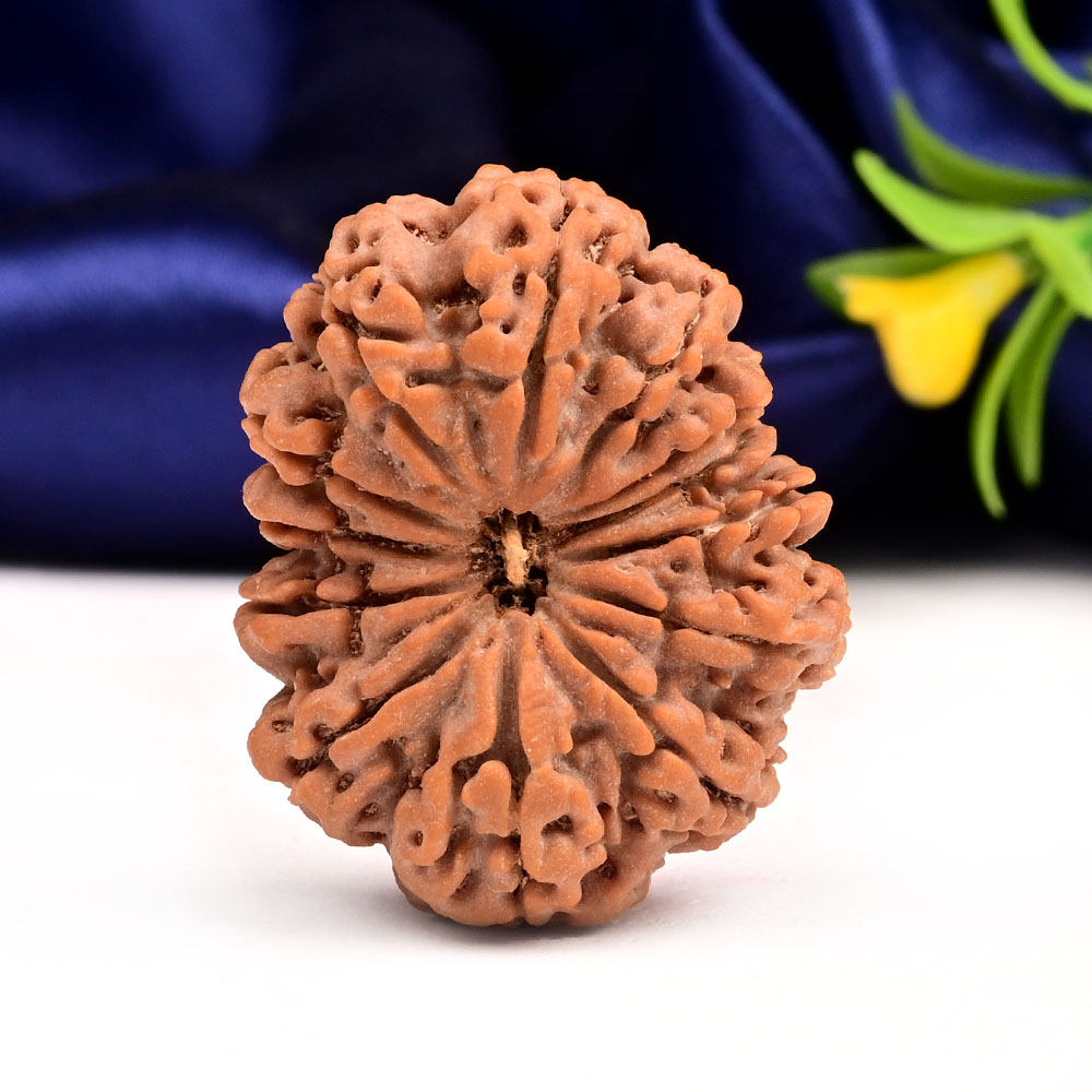 Super Collector 13 Mukhi from Nepal - XC