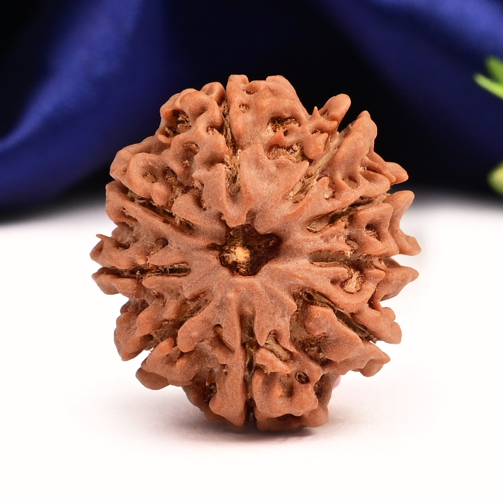 9 Mukhi from Nepal Small - DCLXXVI