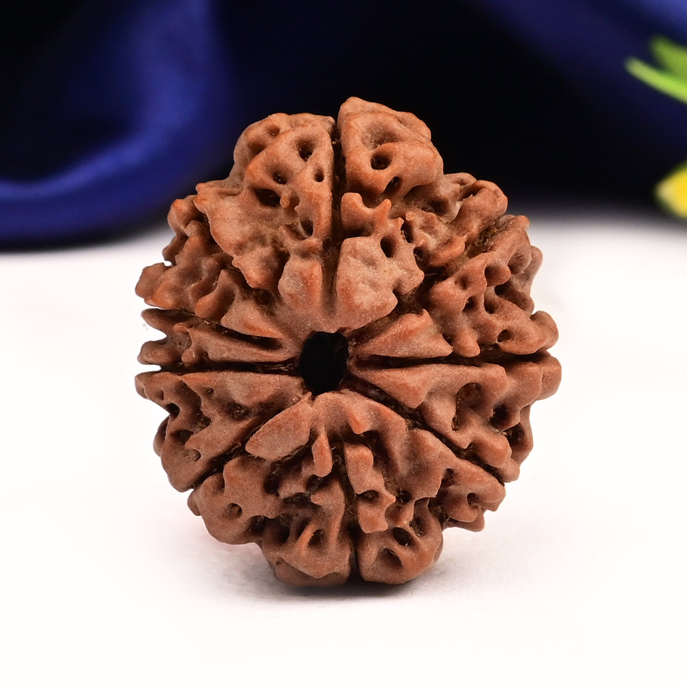 9 Mukhi from Nepal Small - DCLXXIX