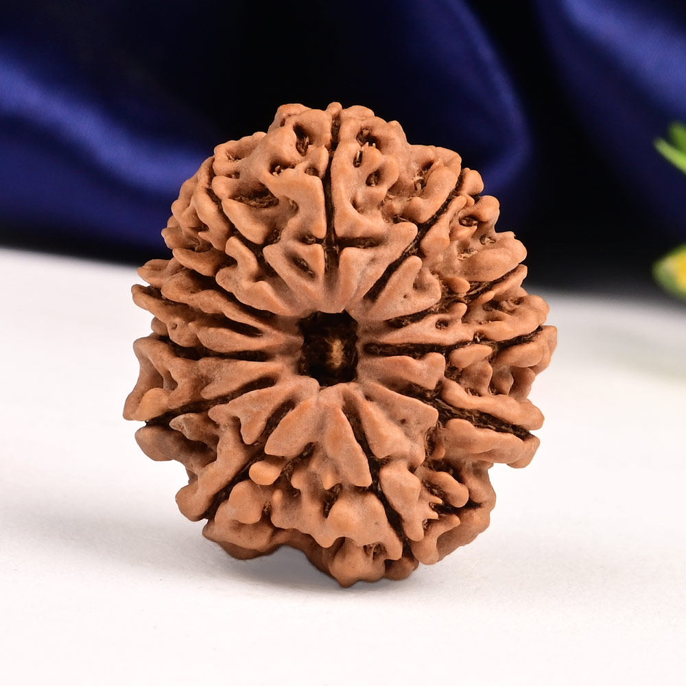 12 Mukhi from Nepal - CLXVIII