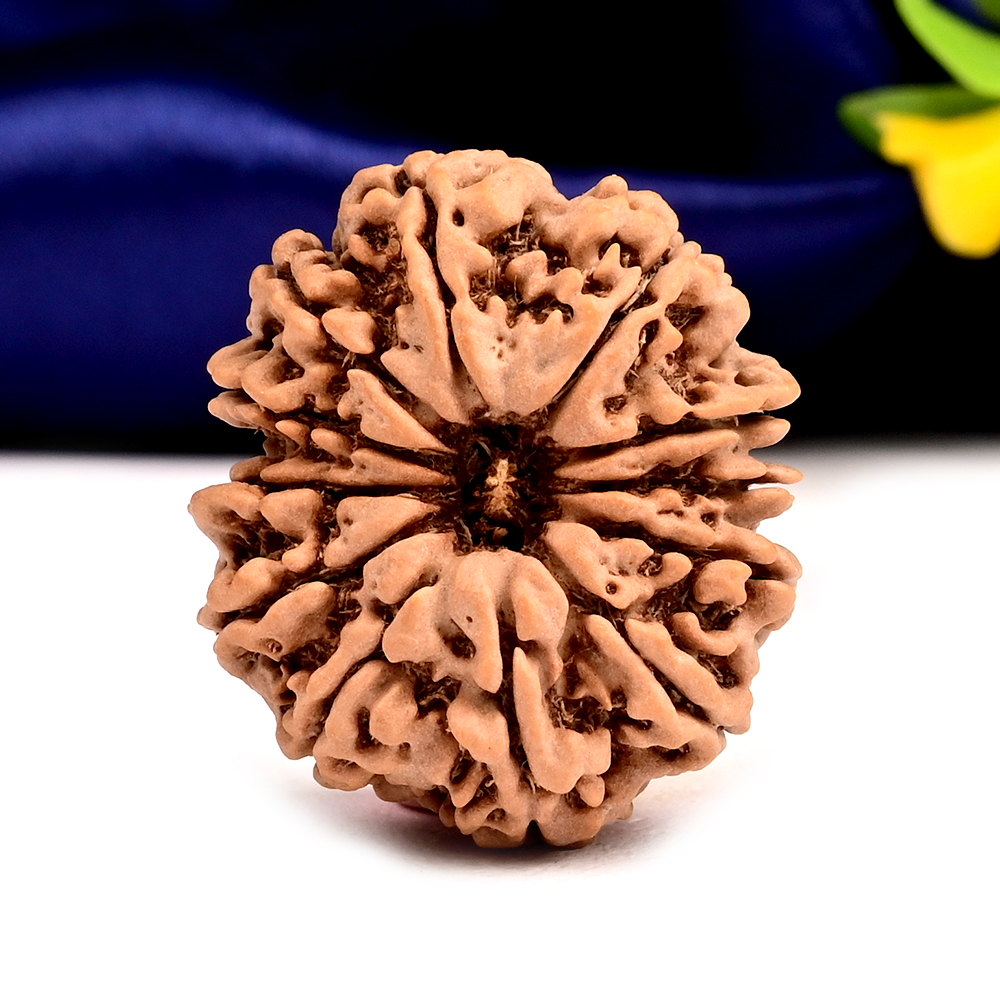 12 Mukhi from Nepal - CXXXI