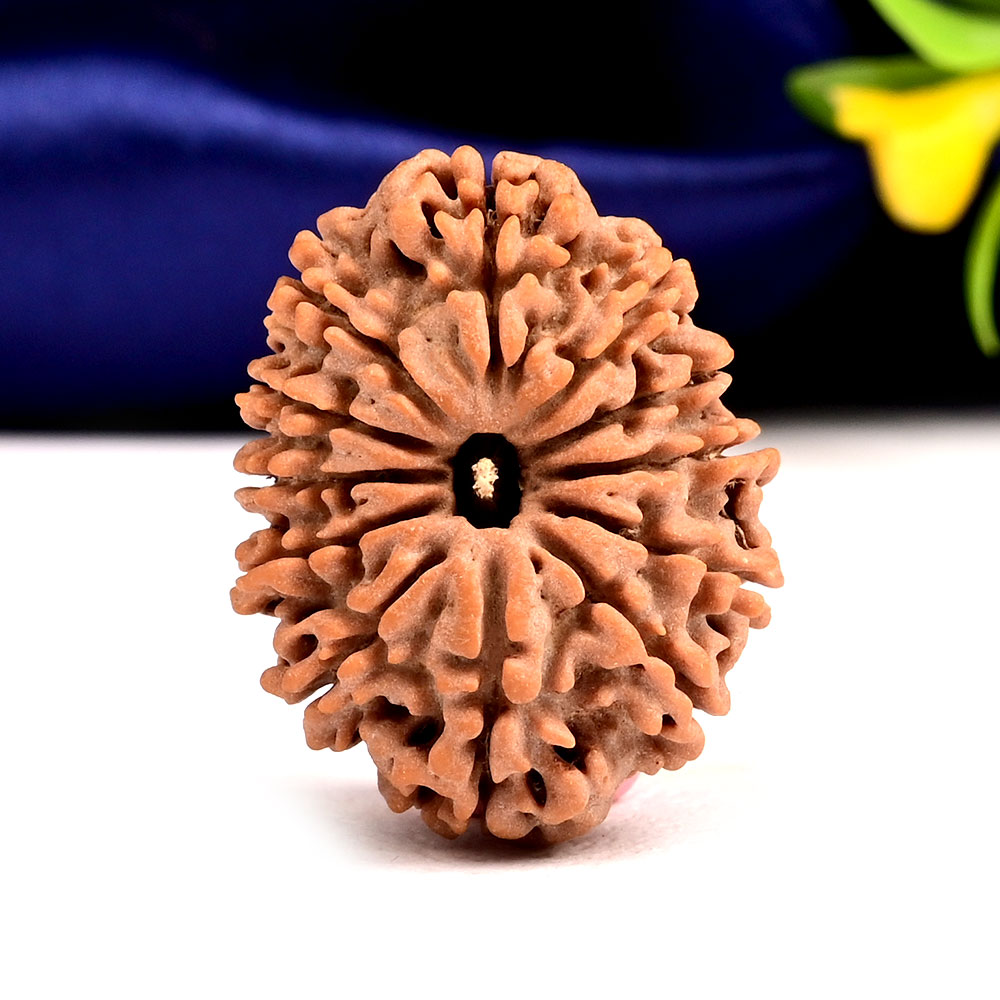 12 Mukhi from Nepal - CXXXII