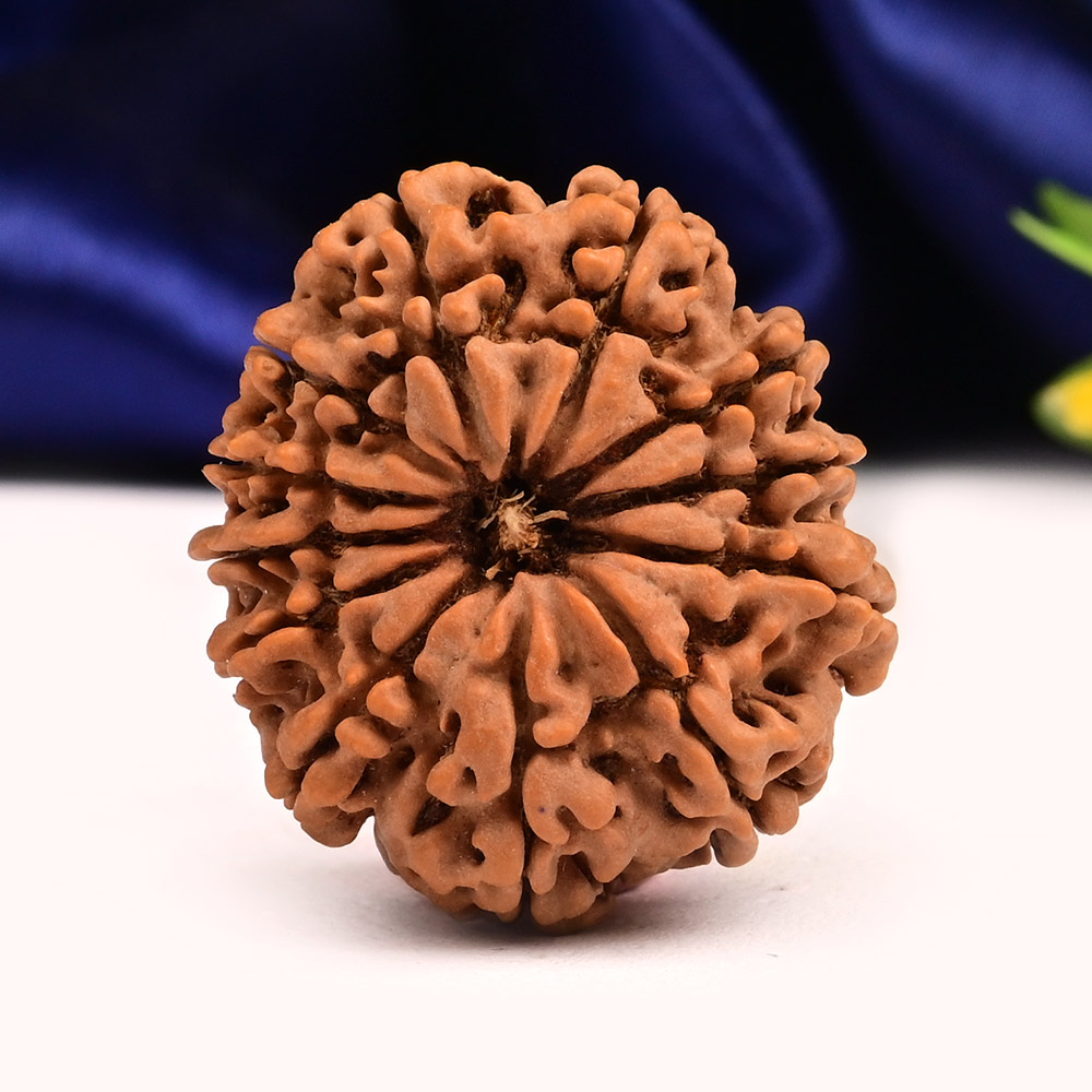 12 Mukhi from Nepal - CXXXIV
