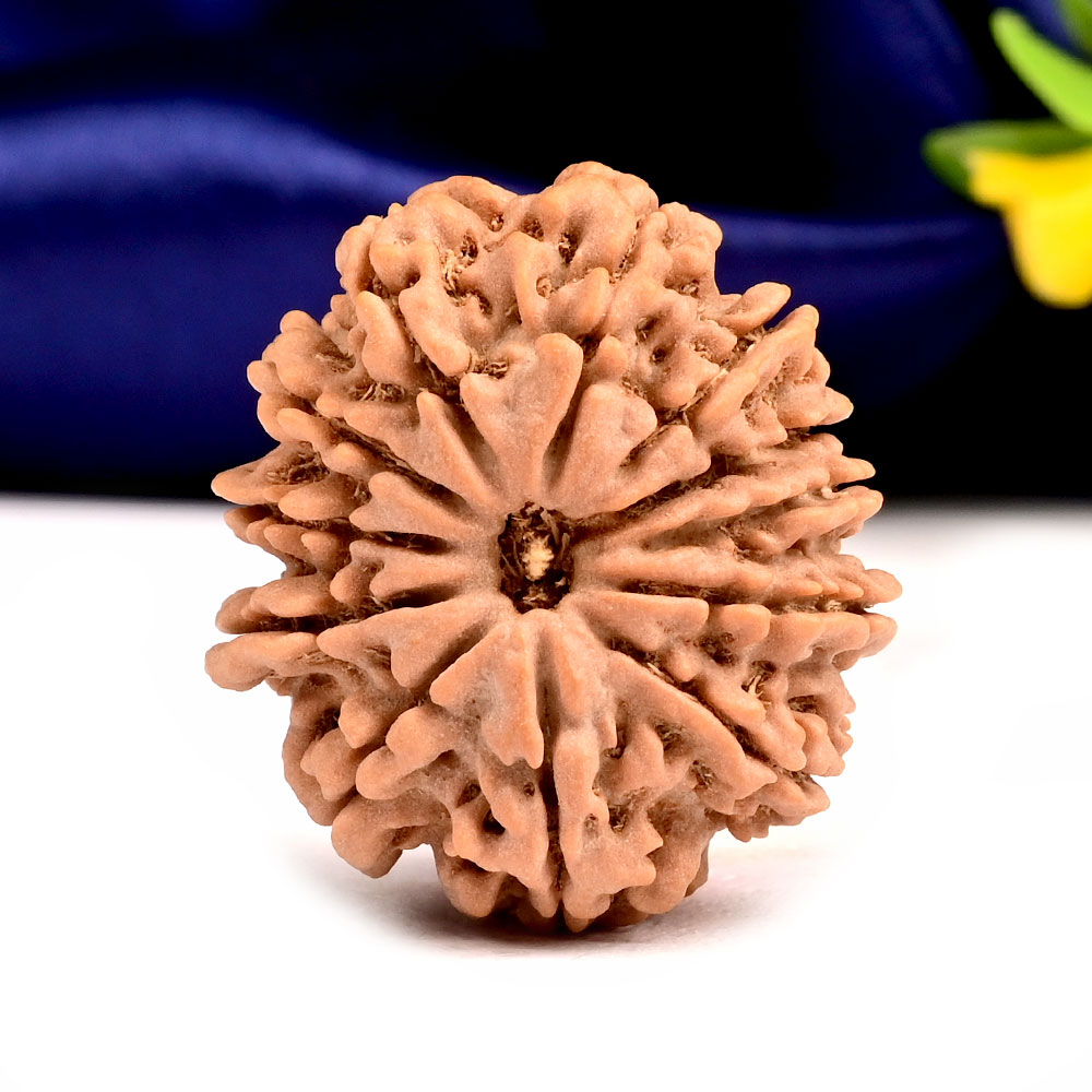 12 Mukhi from Nepal - CXXXVI