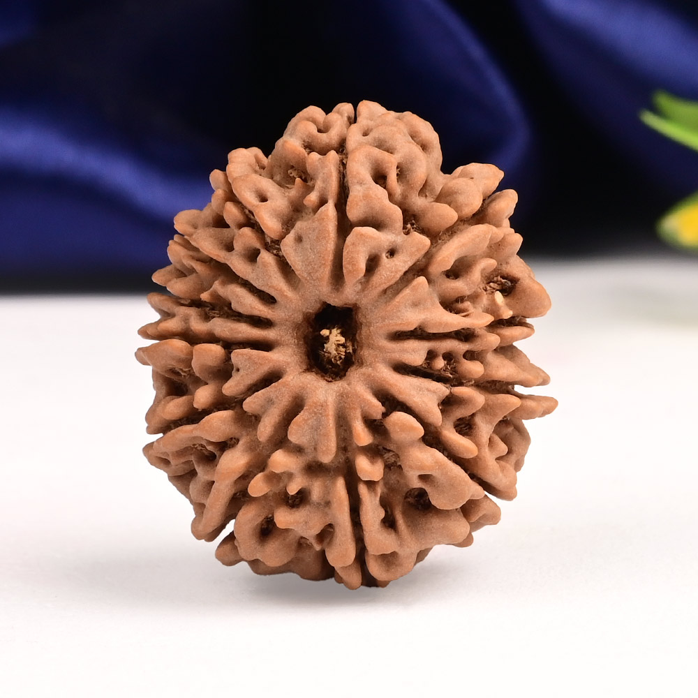 12 Mukhi from Nepal - CXXXVII