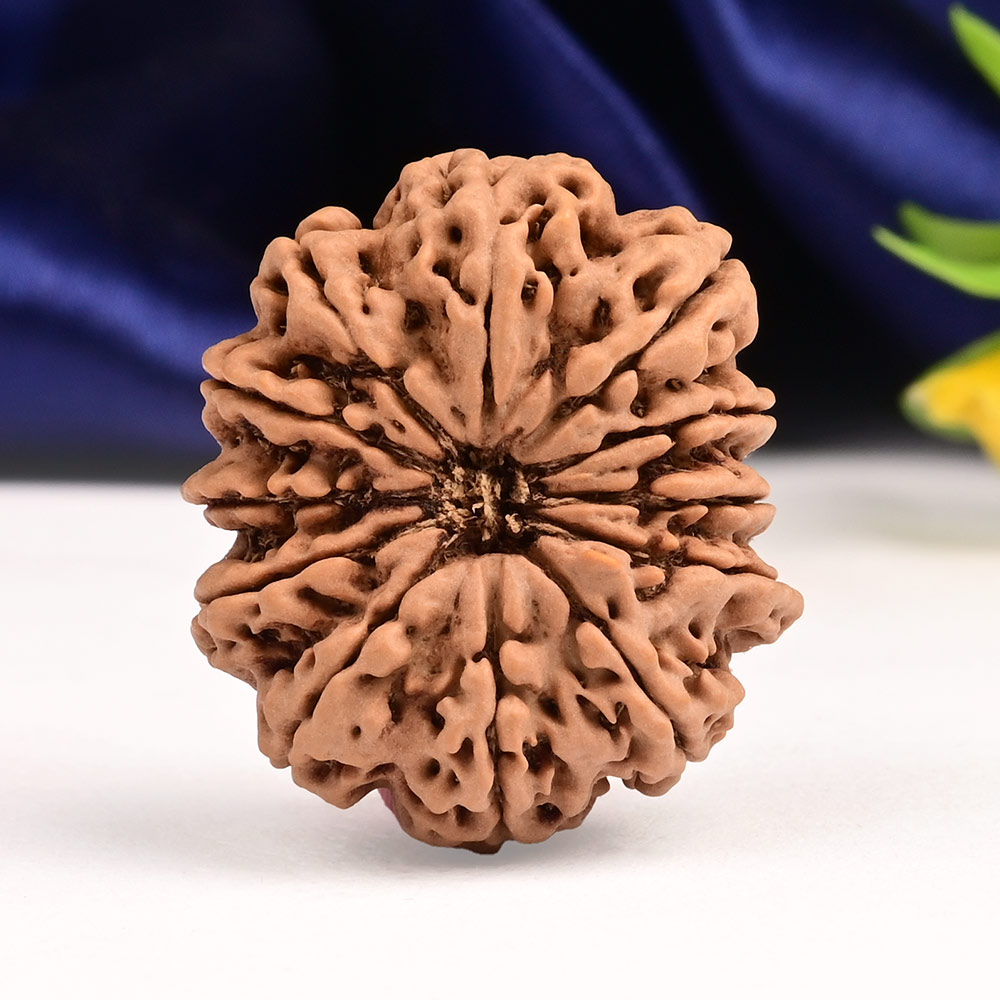 12 Mukhi from Nepal Large - XCI