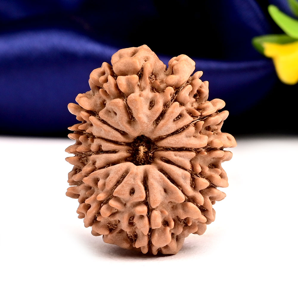 12 Mukhi from Nepal Large - XCIII