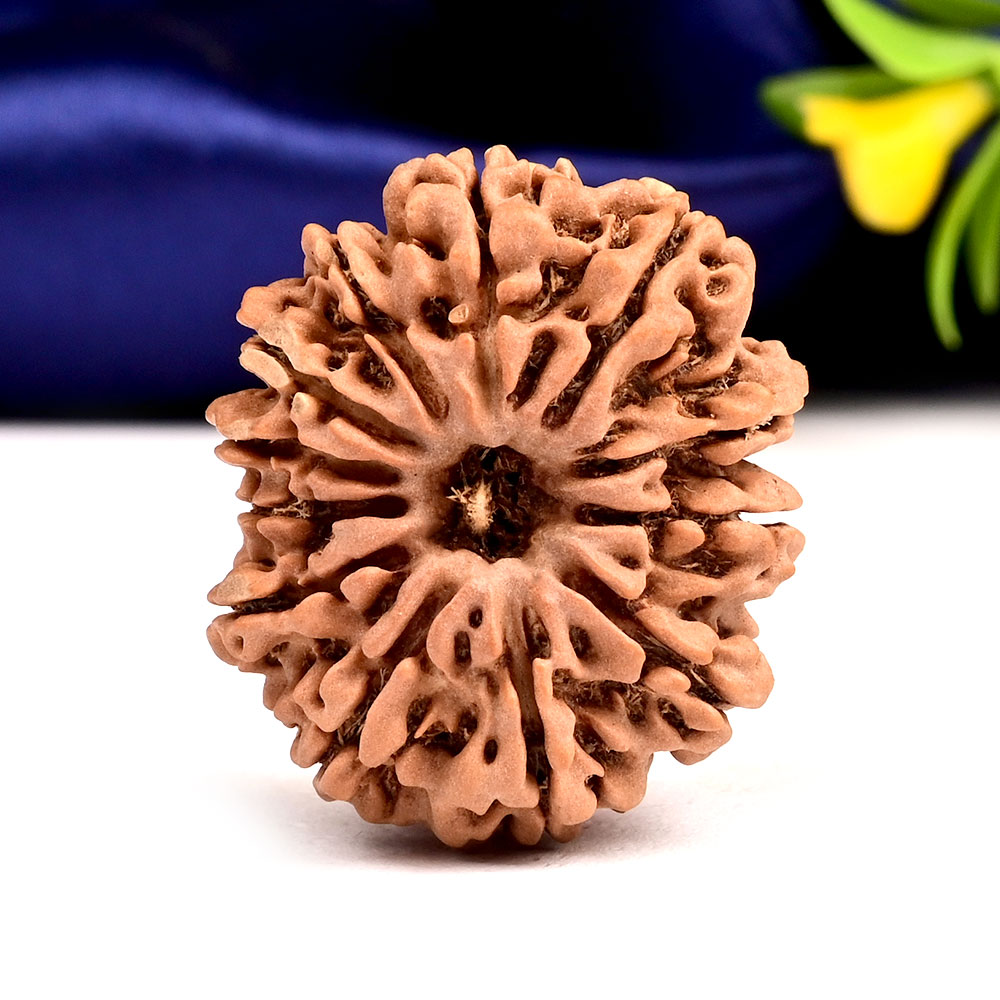 12 Mukhi from Nepal Large - XCV