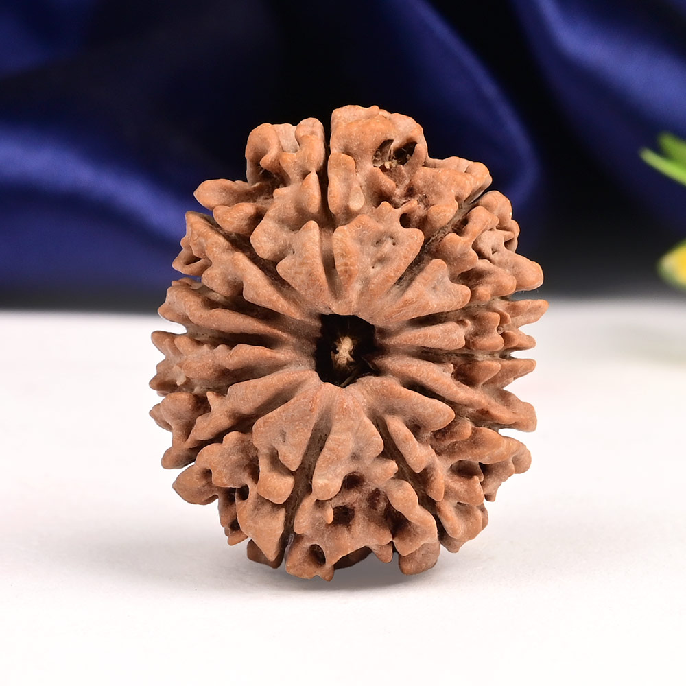 12 Mukhi from Nepal Large - XCVI