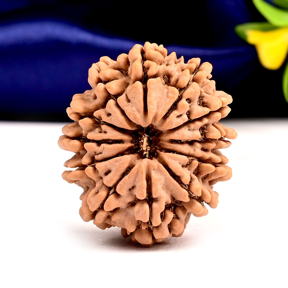 12 Mukhi from Nepal Large - XCVII