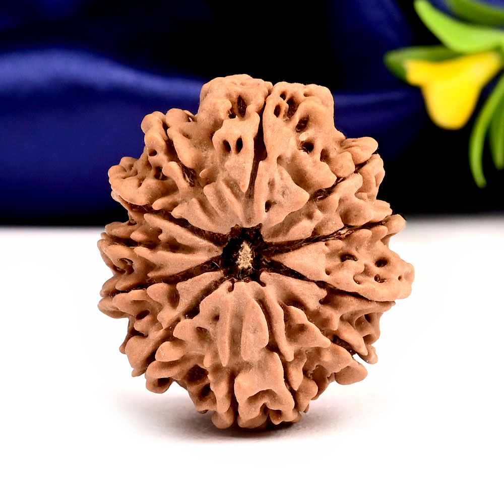 Collector 12 Mukhi from Nepal - CXLII