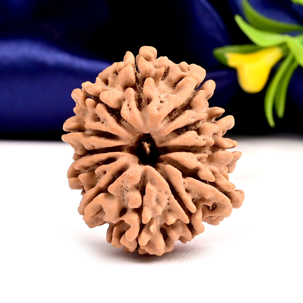 Collector 12 Mukhi from Nepal - CXLVIII