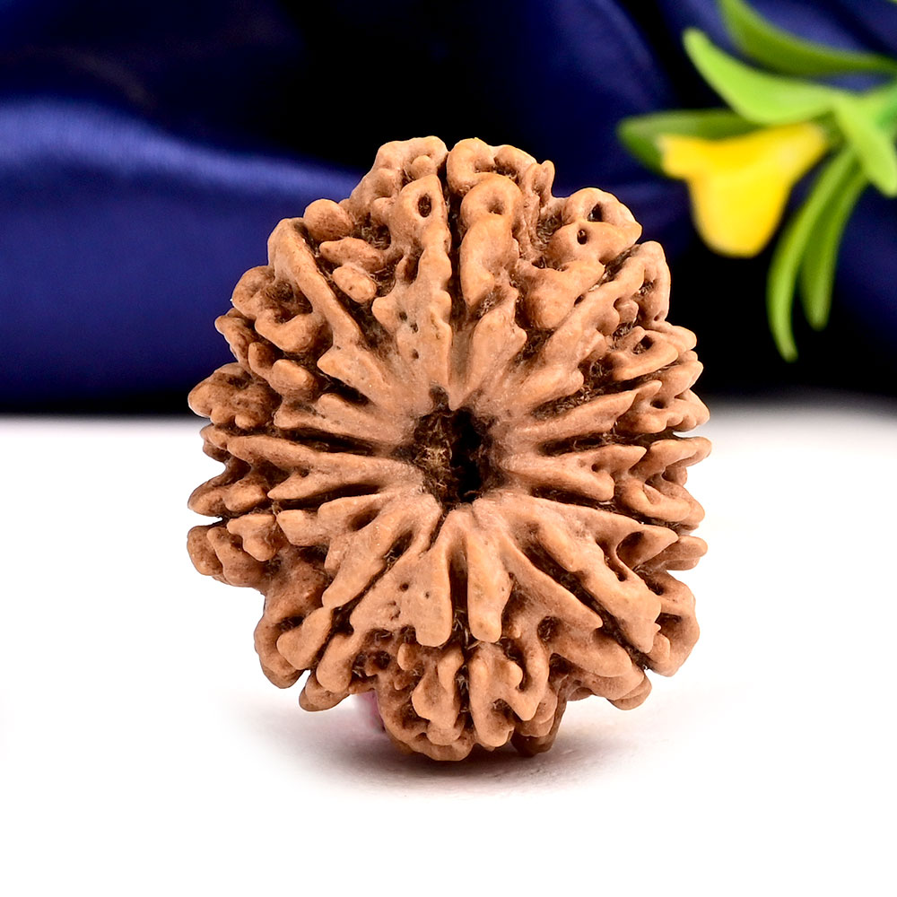 Collector 12 Mukhi from Nepal - CL