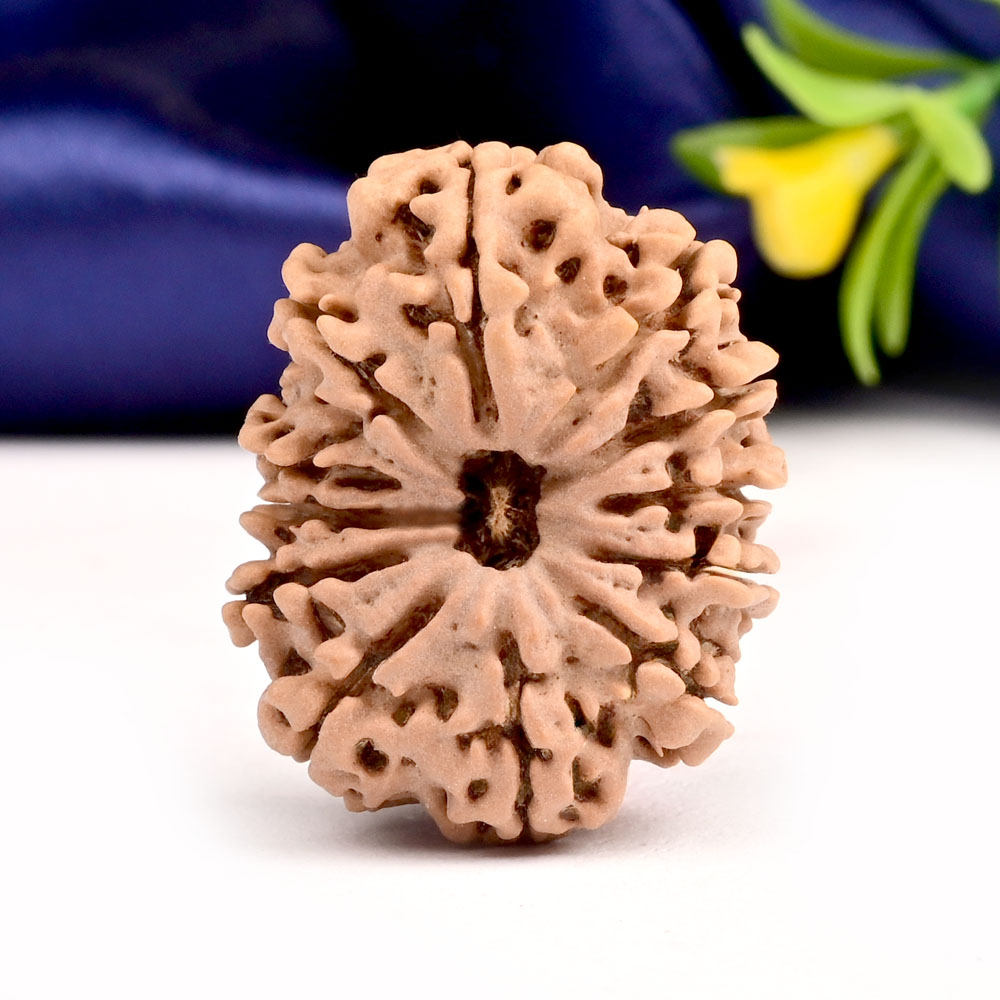 Collector 12 Mukhi from Nepal - CLI