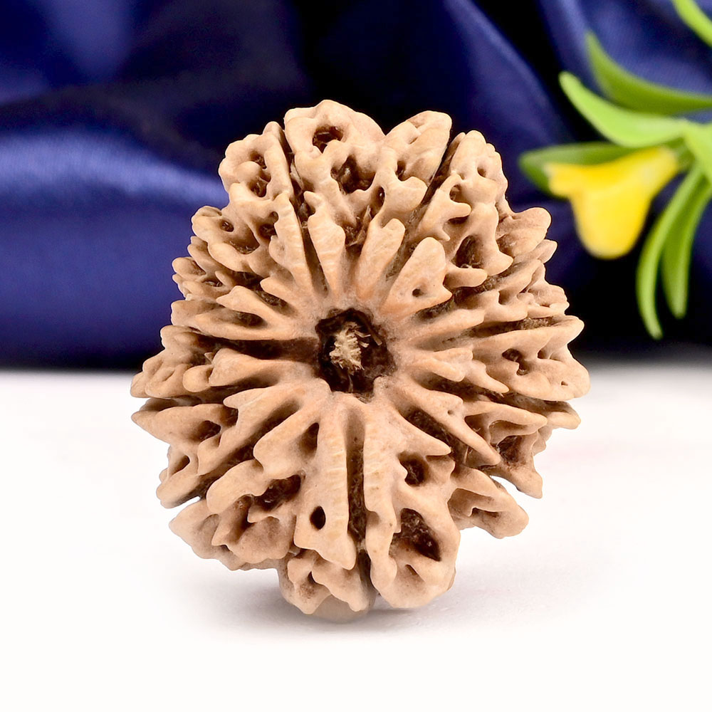 Collector 12 Mukhi from Nepal - CLIII