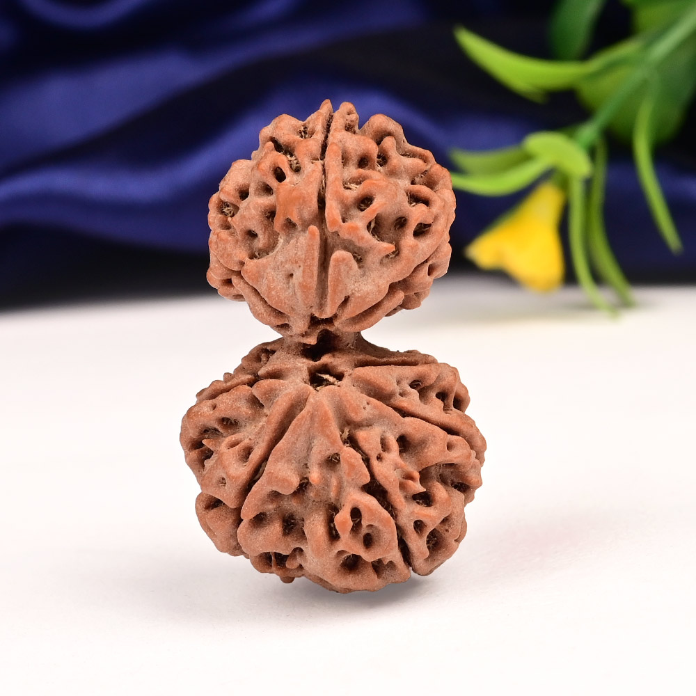 Gauri Shankar 8 Mukhi Large from Nepal - IV