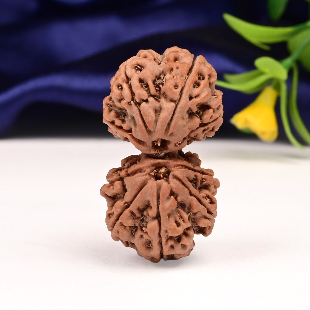 Gauri Shankar 9 Mukhi from Nepal - XXXIII