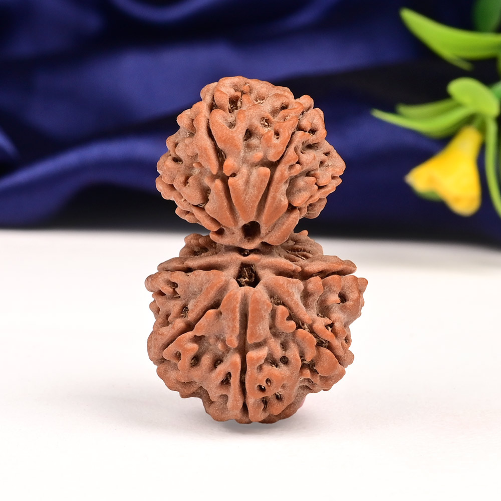 Gauri Shankar 9 Mukhi from Nepal - XXXIV