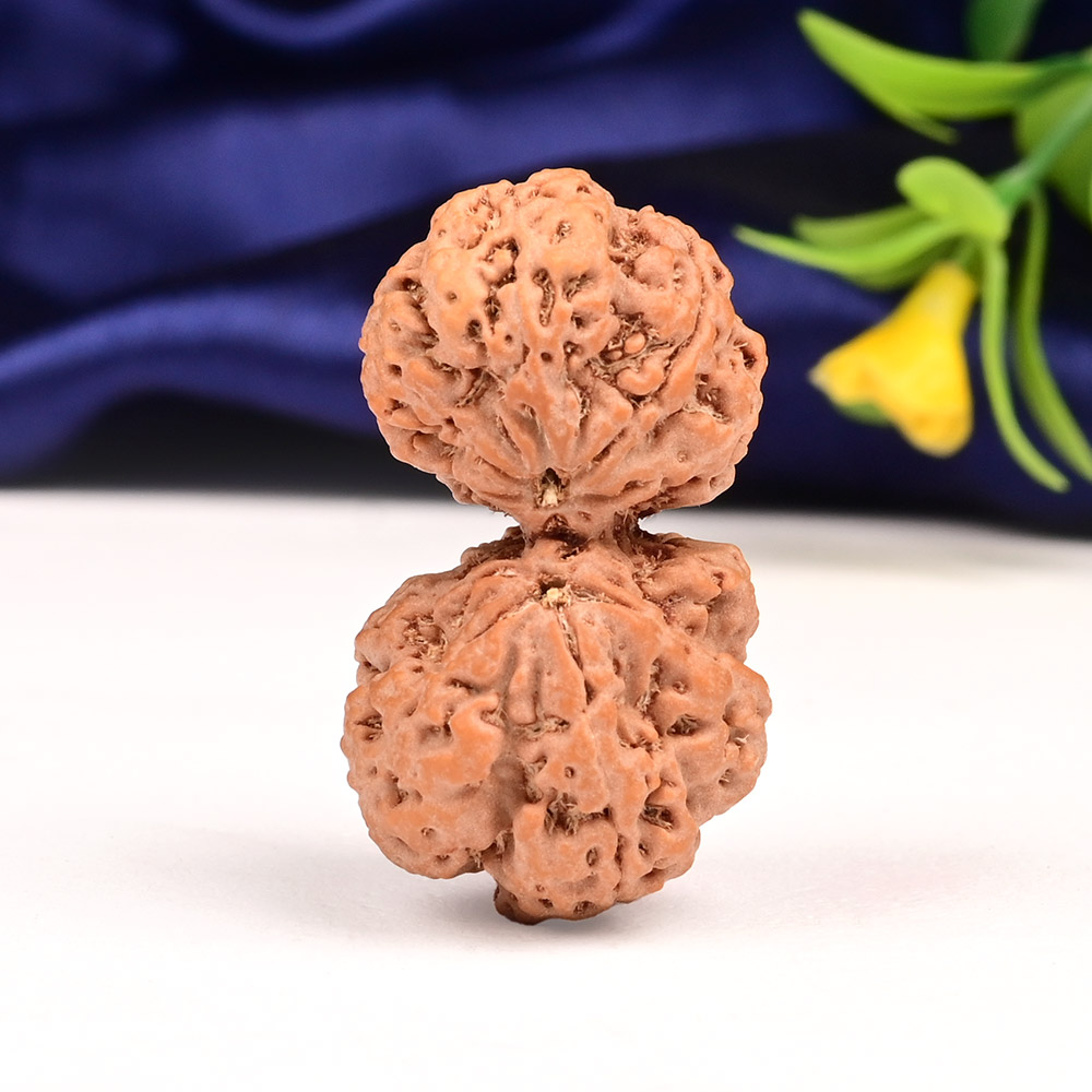 Gauri Shankar 9 Mukhi from Nepal - XXXVI