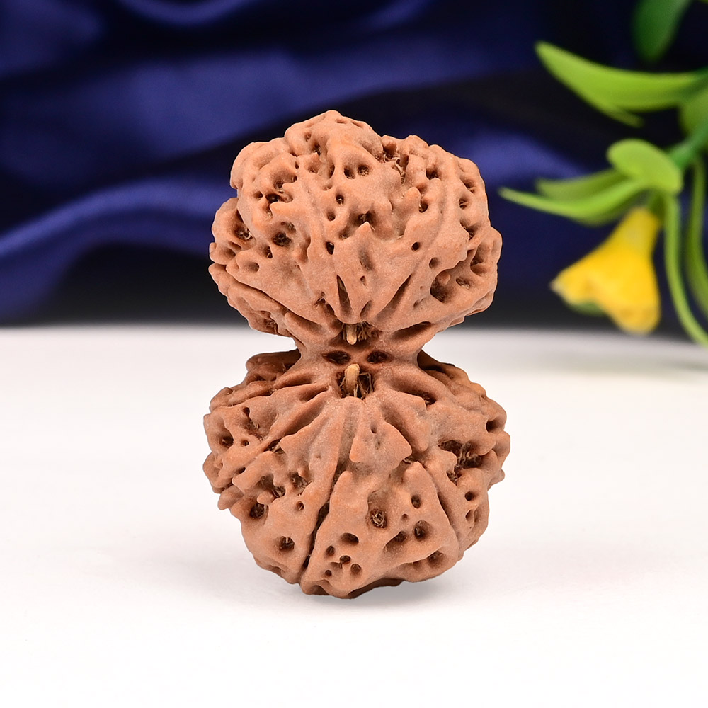 Gauri Shankar 9 Mukhi from Nepal - XXXVII