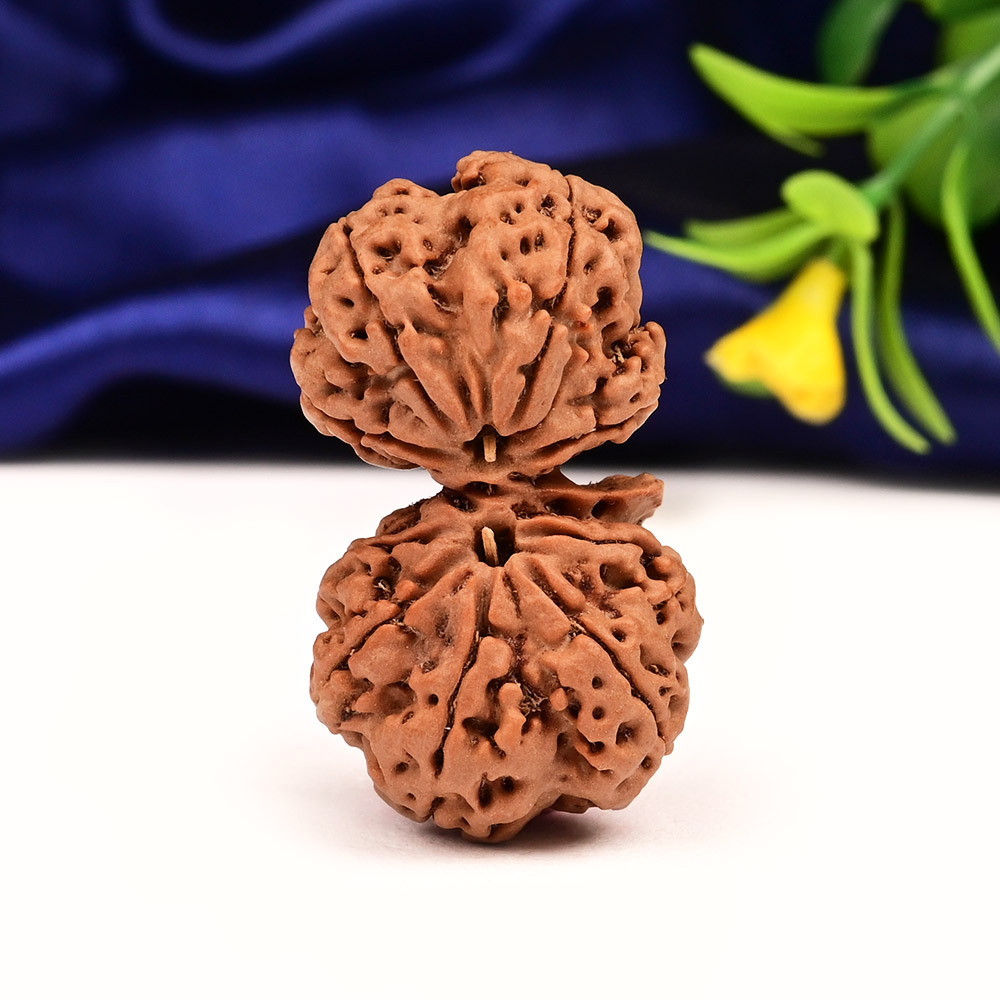 Gauri Shankar 9 Mukhi Large from Nepal - II