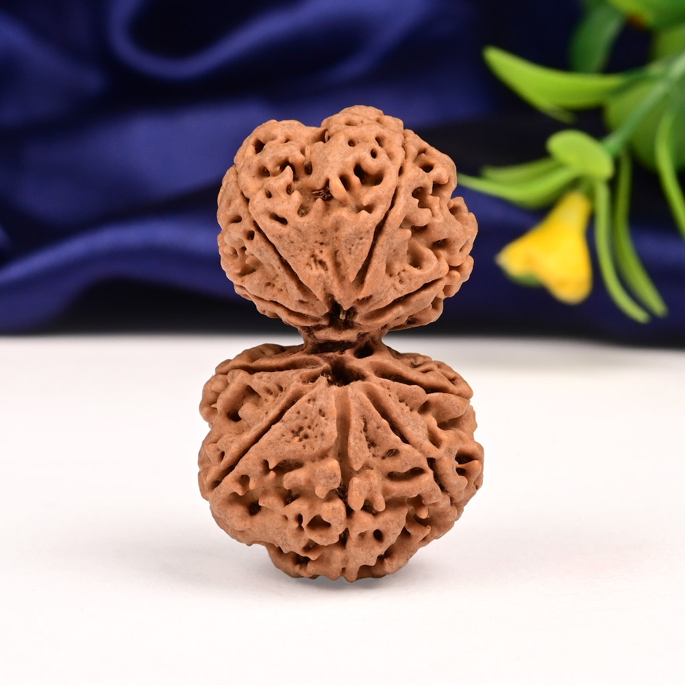Gauri Shankar 9 Mukhi Large from Nepal - III