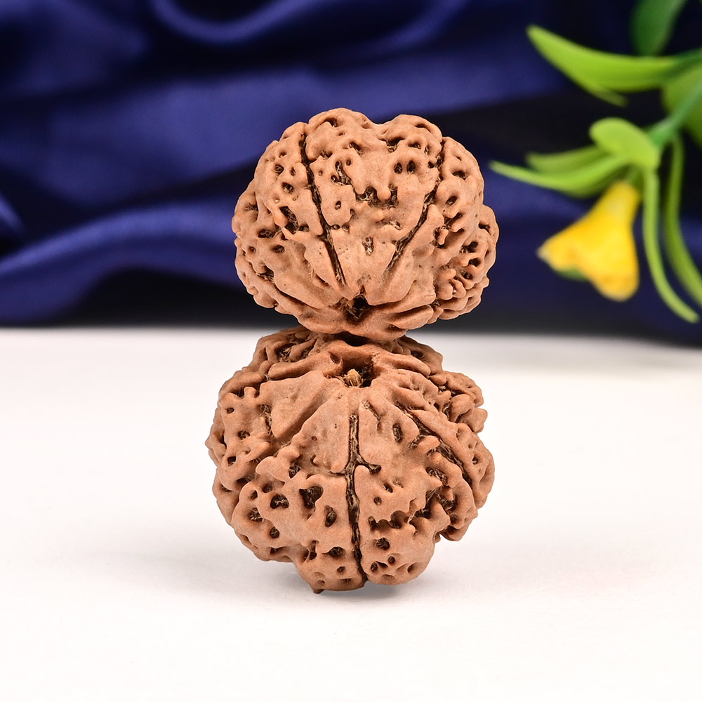 Gauri Shankar 9 Mukhi Large from Nepal - IV