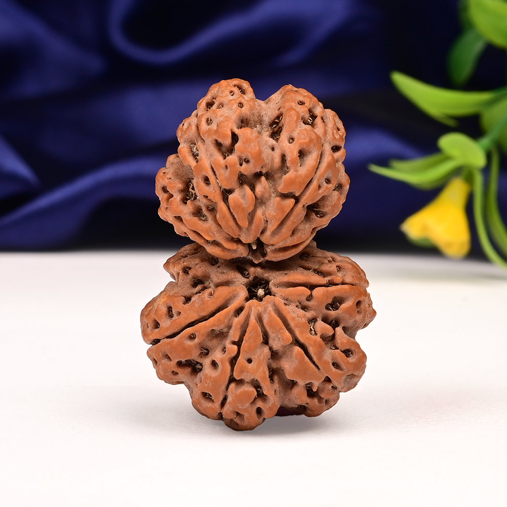 Gauri Shankar 9 Mukhi Large from Nepal - V