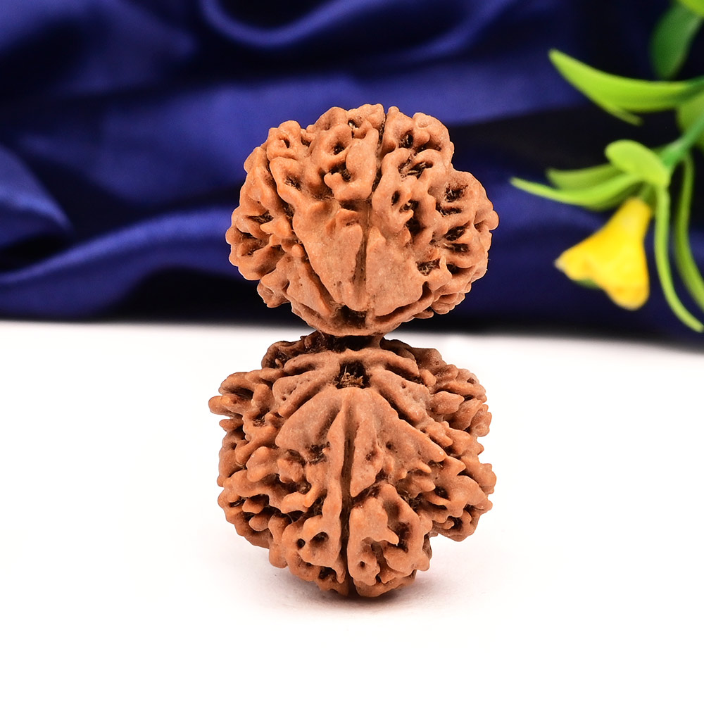 Gauri Shankar 9 Mukhi Large from Nepal - VI