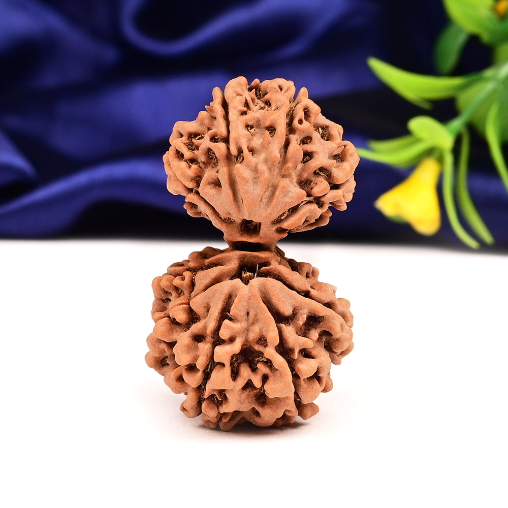 Gauri Shankar 9 Mukhi Large from Nepal - VII