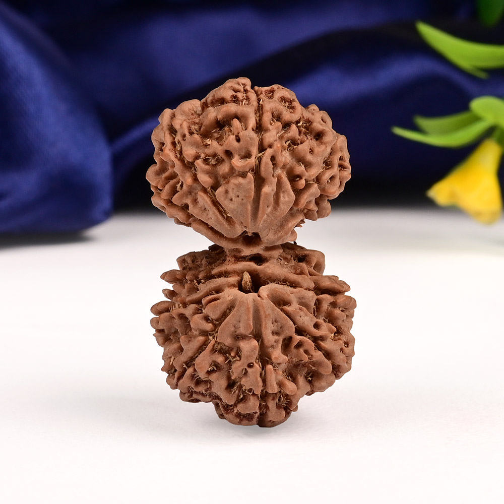 Gauri Shankar 10 Mukhi from Nepal - XXXVIII