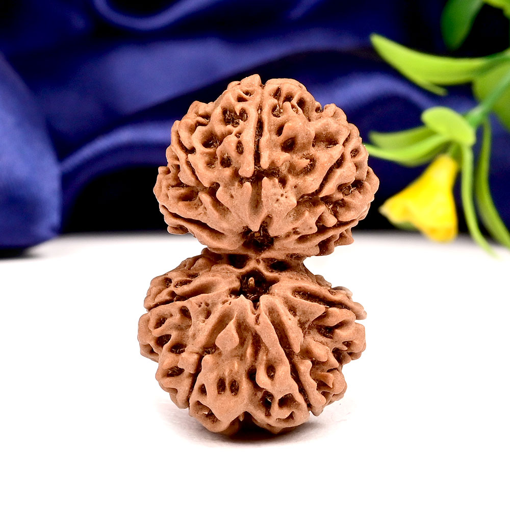 Gauri Shankar 10 Mukhi from Nepal - XL