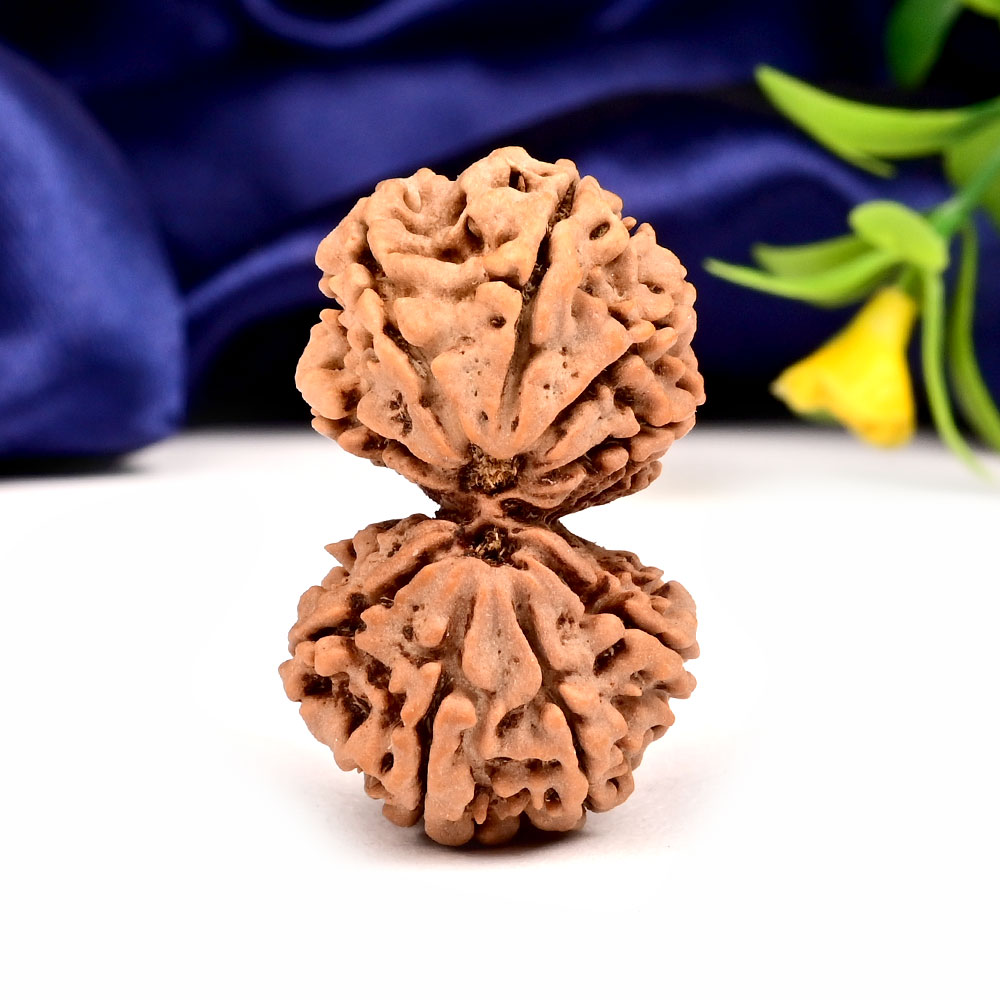 Gauri Shankar 10 Mukhi Large from Nepal - III